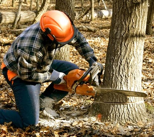 Tree Removal in Newfield, ME